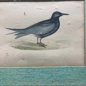 1800's hand colored framed sea bird engravings 