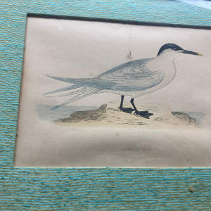 1800's hand colored framed sea bird engravings 