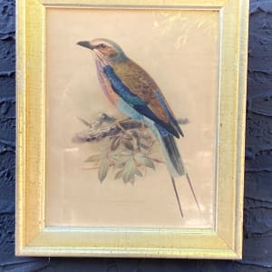 Framed Bird litho 