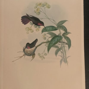 framed J. Gould Hummingbird hand colored stone lithograph 