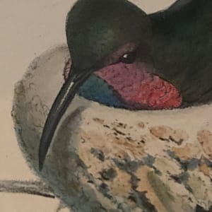 framed J. Gould Hummingbird hand colored stone lithograph 