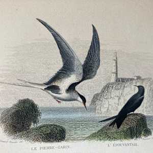 hand painted seagull bird engraving c. 1860's 