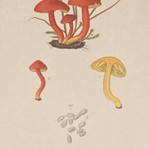 chromolithograph of mushrooms circa 1910 