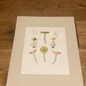 chromolithograph of mushrooms circa 1910 