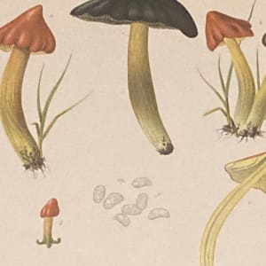 chromolithograph of mushrooms circa 1910 