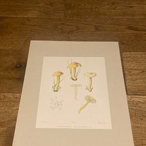 chromolithograph of mushrooms circa 1910 