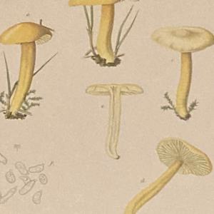 chromolithograph of mushrooms circa 1910 