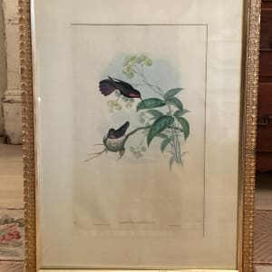 framed J. Gould Hummingbird hand colored stone lithograph 