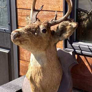 Vintage taxidermy deer mount 