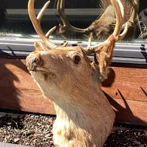Vintage taxidermy deer mount 