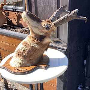 Vintage taxidermy gazelle mount 