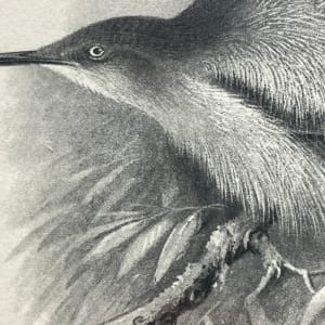 Macrosphenus Kempi vintage bird engraving 