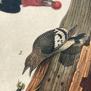 Red Headed Woodpecker vintage bird engraving 