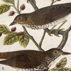 Wood Thrush vintage bird engraving 