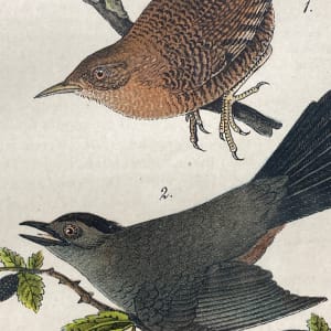 Winter Wren vintage bird engraving 