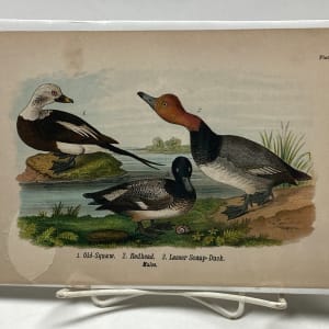 Old Squaw vintage bird engraving 