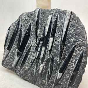Large polished fossil ~ Orthoceras 