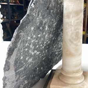 Large polished fossil ~ Orthoceras 