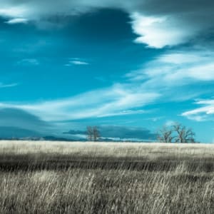 Colorado Wheat Fields, Image 1.