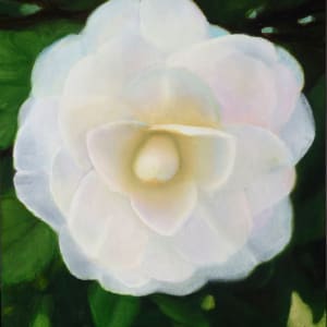 The Perfect Camellia, Descanso Gardens by Carolyn Kleinberger