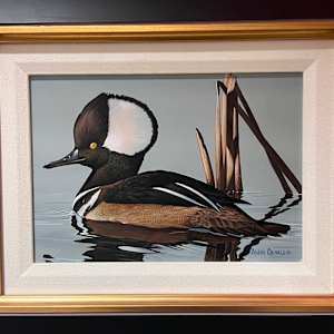 Hoodie by Adam Oswald  Image: “This painting was done from a reference photo I took at Capitol Lake in Pierre. In the last few years a few have shown up in late fall, and they are unlike most of the water- fowl spotted on that lake. Getting close enough for a good photo of a Hooded Merganzer is not easy to do, even on a lake in the middle of town. I got lucky one day, and captured an amazing
photo; I knew immediately that I needed to create a painting of this beautiful duck with the water
droplets weaving their way down his black, white, and gold colored chest.”