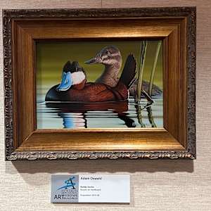 Ruddy Ducks by Adam Oswald  Image: “These colorful little ducks are plentiful in South Dakota’s marshes in the spring and can be seen during their courtship display when they ‘fan’ their tail and tuck their bright blue bill into their maroon-colored chest. This original was entered into the 2010 Federal Duck Stamp contest and finished fifth out of nearly 300 entries. The painting went on a year-long tour and was displayed along with the other top 20 entries at art shows throughout the country.”