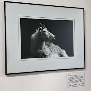 Nebuchadnezzar by Ray Tysdal  Image: “Wildlife provides us with a visual exercise in light and shade. Using high-speed film and experimental dark room techniques, the animal was isolated from its natural habitat and surrounded with pure black. This allows the viewer to examine the rich texture of physical characteristics as well as personality. Although not native to South Dakota, the mountain goat has become a fixture in the rugged terrain of the southern Black Hills. This billy posed behind Mt. Rushmore with the confidence of the king of the realm.”