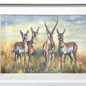 Pronghorn Hangout by Susan Drey