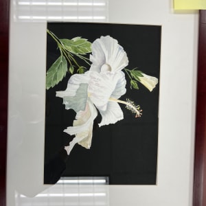 White Hibiscus by Laurie Downey