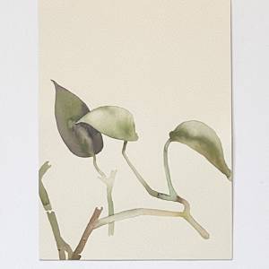 Golden Pothos 1/21 by Karen Kuo