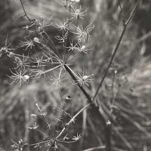 Cow Parsley by Ann Stewart