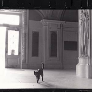 Cat in Lobby by Unknown, United States