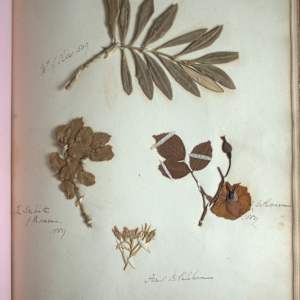 Scrapbook by Various, Michel Lasne, Johann Georg Wille, Anne Gliddon, Frederick John Meyer, William Warman, Adolphus George Edye, Alfred Crowquill, Adam East, John Padgett, James Scovell, Lambert Hastenrath, Thomas Woodward, David Roberts, Henry Mangles Denham 