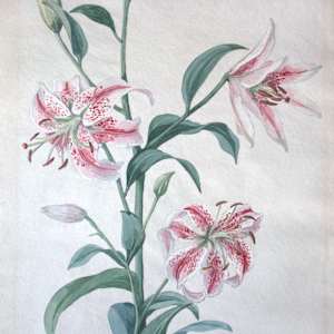 Tiger Lily by Viola Palmer