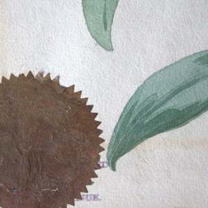 Tiger Lily by Viola Palmer 