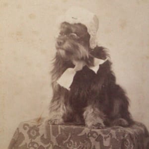 Distinguished Pup by H.S. Keller