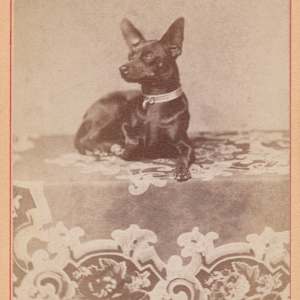 Dog on Table by John E. Larkin