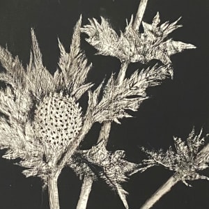 "Thistle" by Carol M Ross