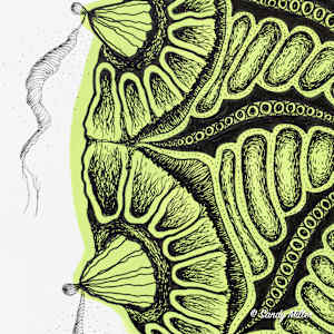 24010 - Lime Freeform 4 by Sandy Miller, Image 3.
