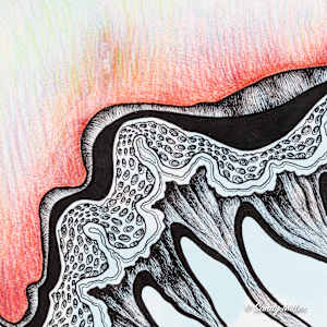 24029 - Tridacna by Sandy Miller, Image 3.