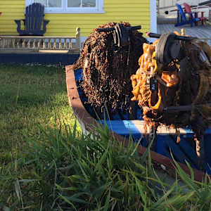 Kelp Sheep by BarbaraHouston ArtStudio  Image: ocean side installation in dory