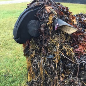 Kelp Sheep by BarbaraHouston ArtStudio  Image: Detail, sho sugi ban head, shotgun casing ear tag, steamed plywood ear, kelp + seaweed