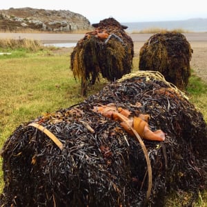 Kelp Sheep by BarbaraHouston ArtStudio  Image: Barr’d Islands (Fogo), 2018