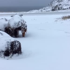 Kelp Sheep by BarbaraHouston ArtStudio  Image: Barr’d Islands (Fogo) in the snow, winter 2018