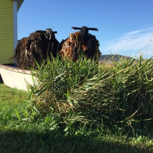 Kelp Sheep by Barbara Houston  Image: Installation, private residence, seaside in a dory