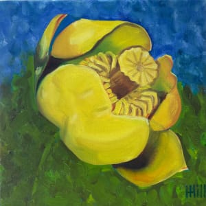 Yellow Pond Lily #2 by Harriet Hill 