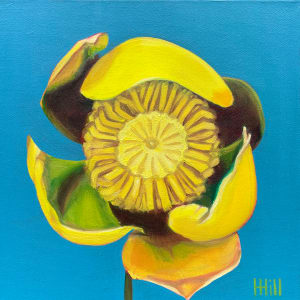 Yellow Pond Lily #3 by Harriet Hill  Image: earlier background, and before that dark purple. 