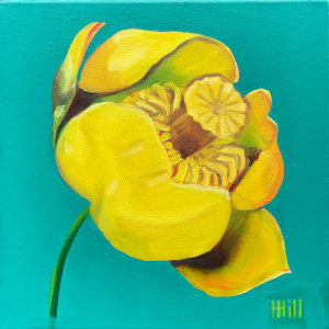 Yellow Pond Lily #2 by Harriet Hill  Image: former background! and before that, dark purple. 
