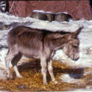 Snow Burro by Clark Hulings Estate