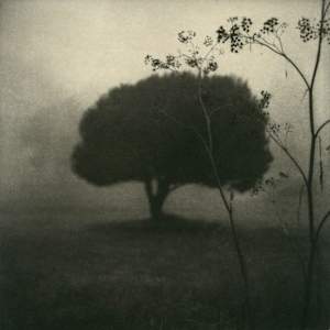 Tree with Fennel by Max Kellenberger